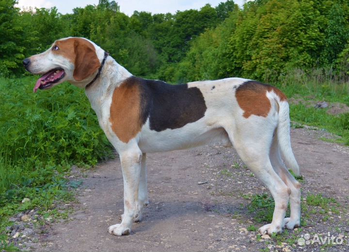 Выжлец русской пегой гончей