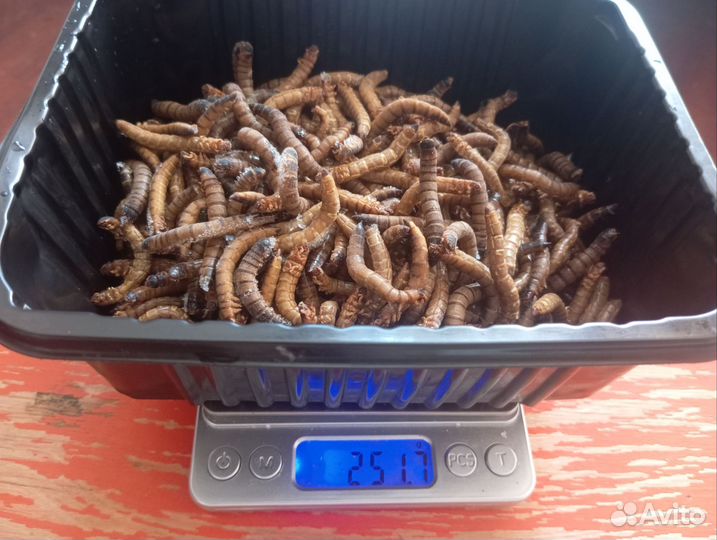 Мучник+зофобас 1 кг без 5и гр