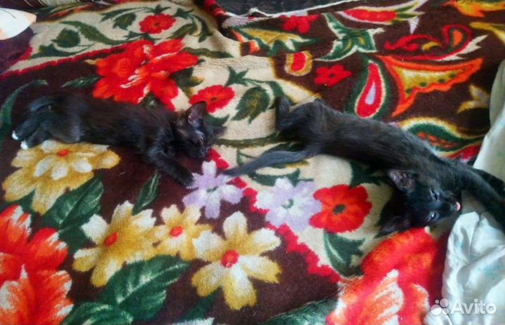 Котята 2 мальчика