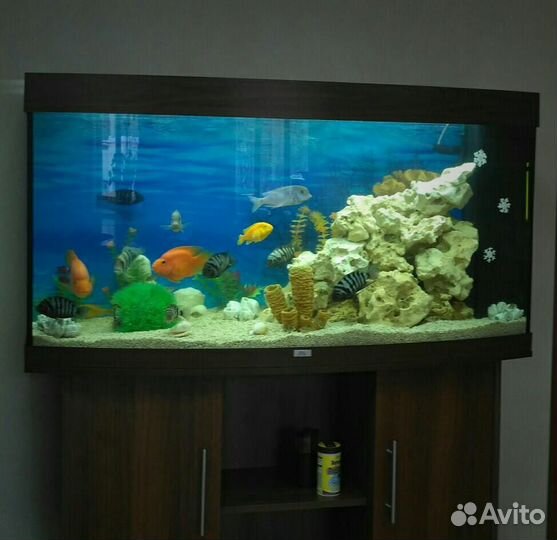 Обслуживание, чистка аквариумов