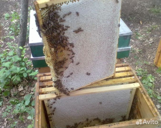 Мед Башкирский