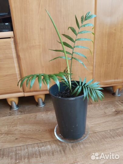 Пальма хамедорея