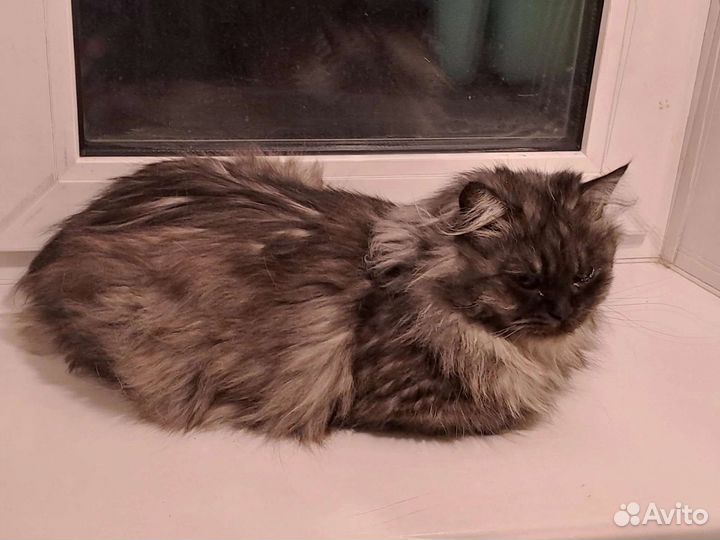 Кисоль. Нужен дом