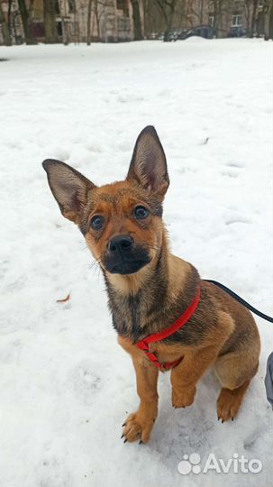 Собака бесплатно в добрые руки