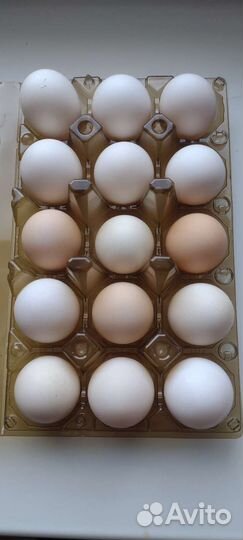 Домашние куриные яйца от молодых кур