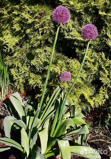 Лук афлатунский