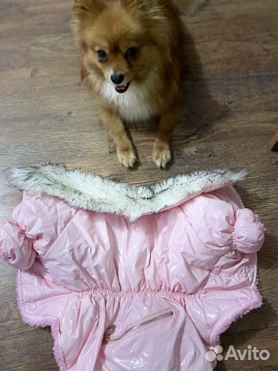 Куртка для собак мелких пород