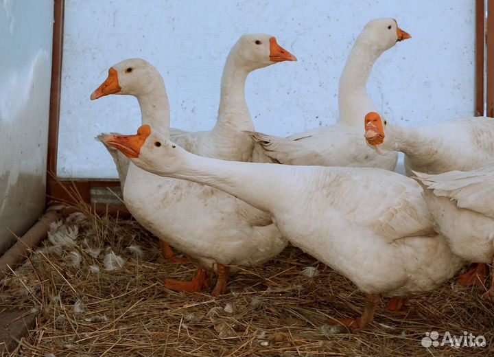 Гусыни Линда