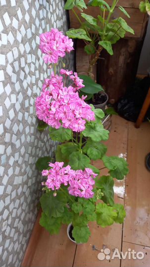 Пеларгония герань