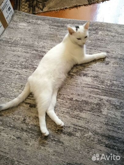 В добрые руки