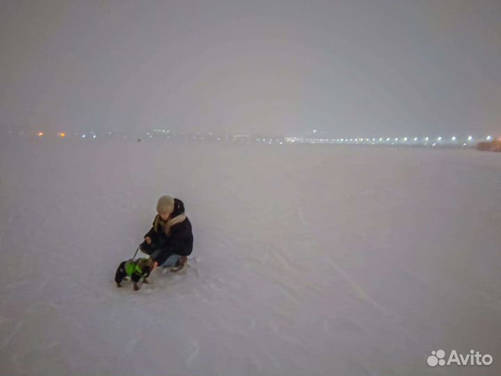 Одежда для собак