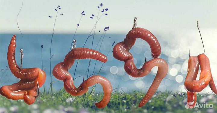 Продажа червей для рыбалки