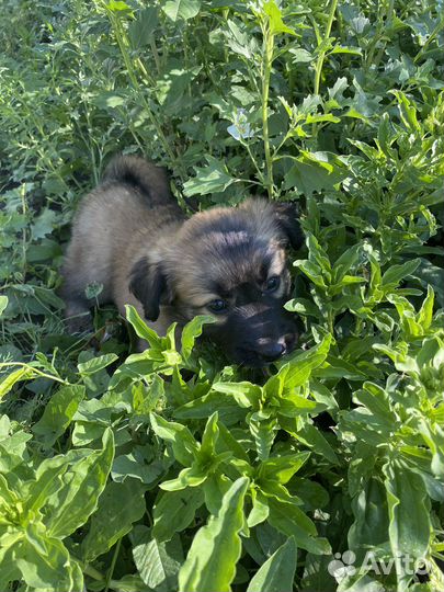 Собака в добрые руки отдам бесплатно