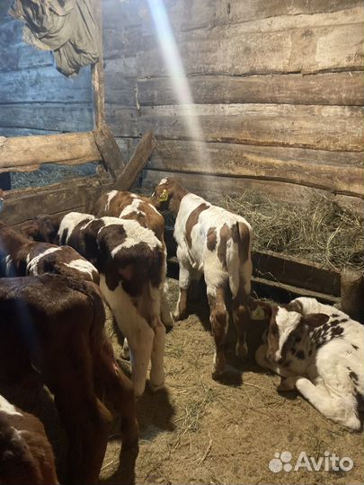 Бычки и быки