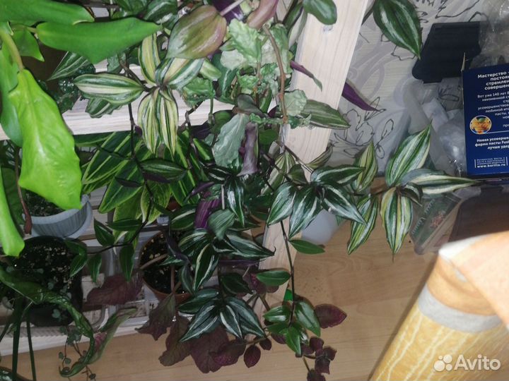 Традесканции