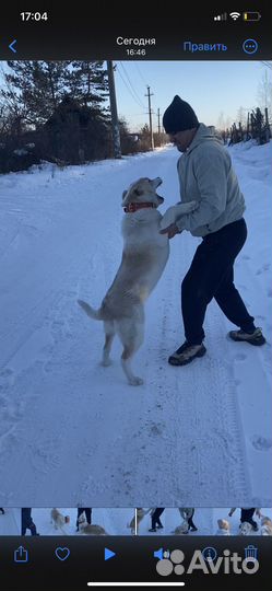 Собака для вязки