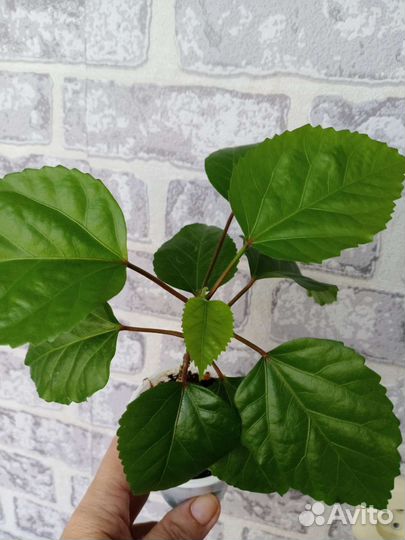 Гибискус китайская роза