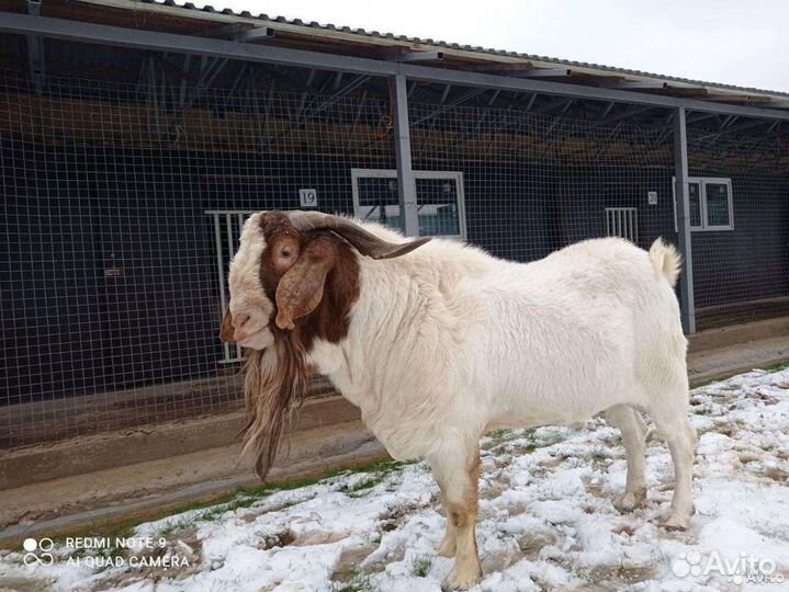 Продам дорпер