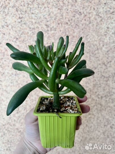 Крассула овата хоббит (сортовая толстянка)