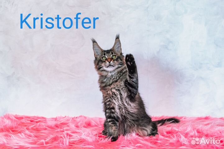 Котята мейн-кун