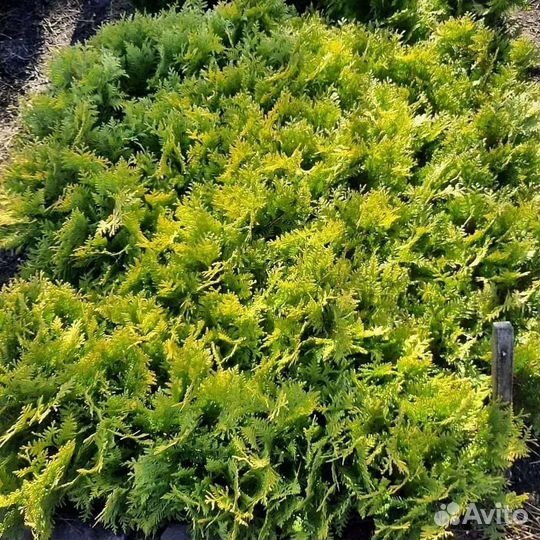 Саженцы хвойных деревьев