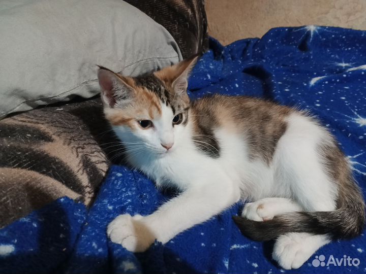 Котята в добрые руки бесплатно