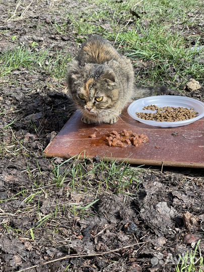 Кошка вислоухая