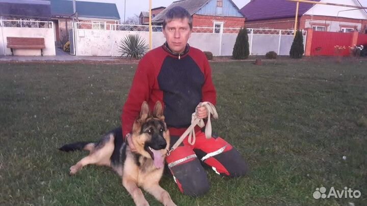 Мальчик немецкой овчарки ищет девочку для вязки