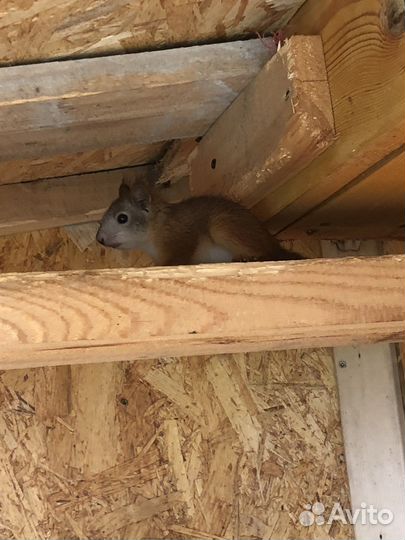 Белка домашняя
