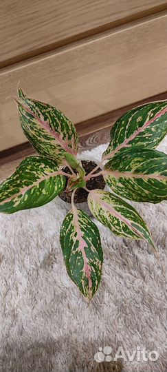 Аглаонема отросток