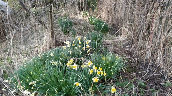 Участок 7,9 сот. (СНТ, ДНП)