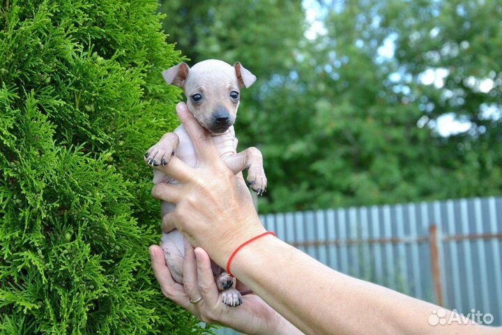 Американский голый терьер миниатюрные щенки