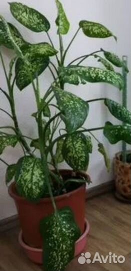 Дифембахия