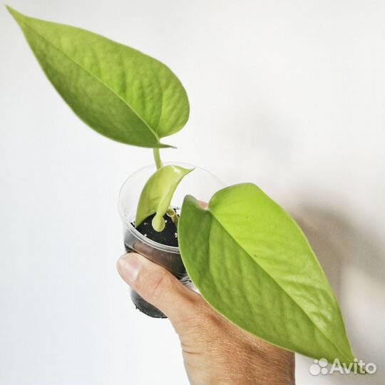 Эпипремнум сциндапсус Потос Неон