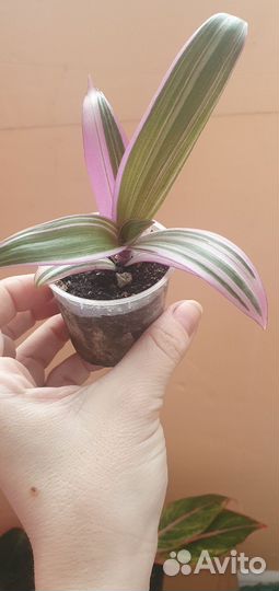 Филодендрон