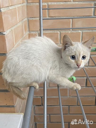 Котенок