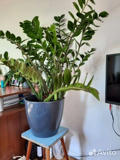 Замиокулькас