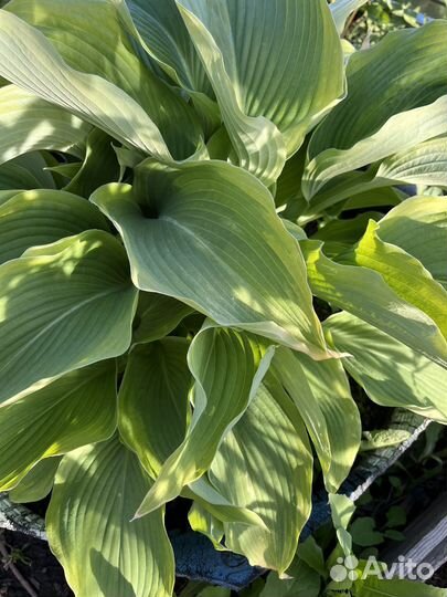 Хоста, лилия