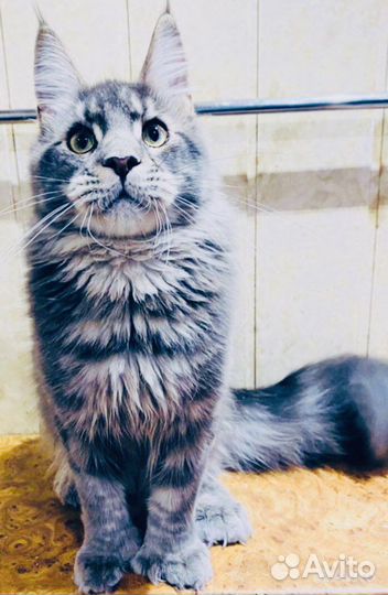 Мейнкун полидакты котята и вязка