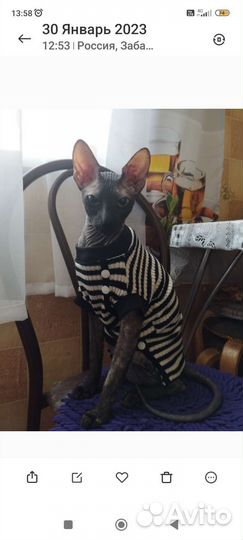 Кошка в дар бесплатно