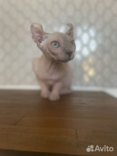 Котенок эльф