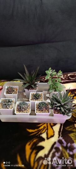 Суккуленты набор