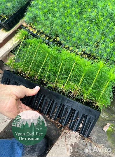 Сеянцы зкс Сосна Ель Лиственница окс Голуб Горн