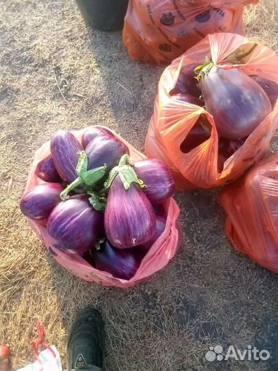 Овощи помидоры и баклажаны