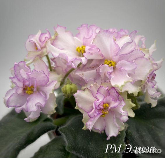 Сортовые фиалки