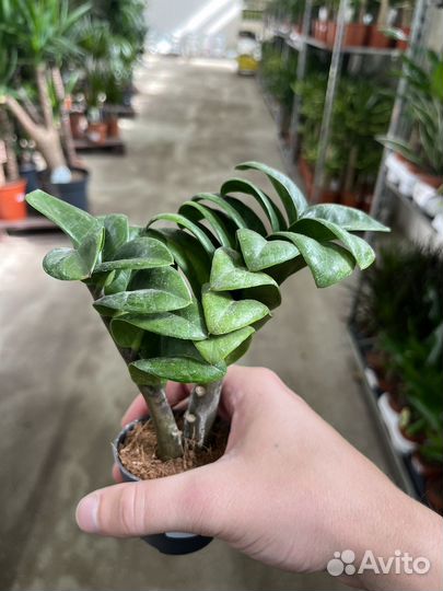 Замиокулькас зензи