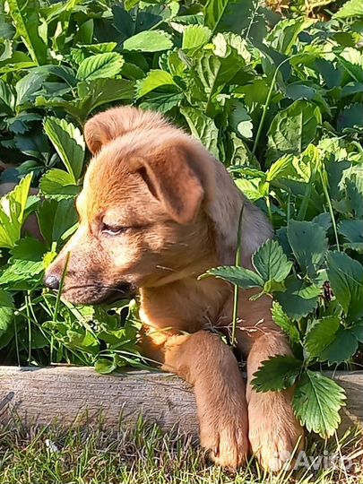 Чудесная девочка щенок Умка 3,5 месяца в дар