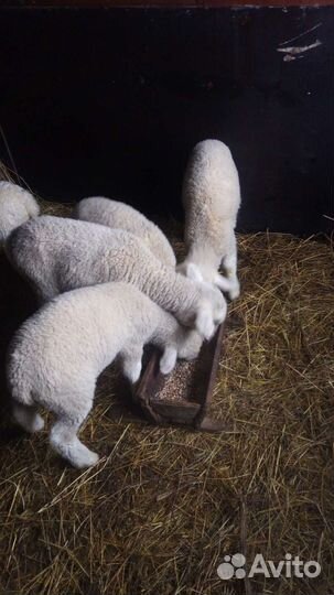 Бараны, овцы, ягнята