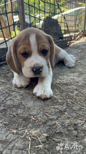 Щенок бигль девочка