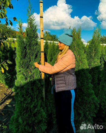 Туи оптом с доставкой